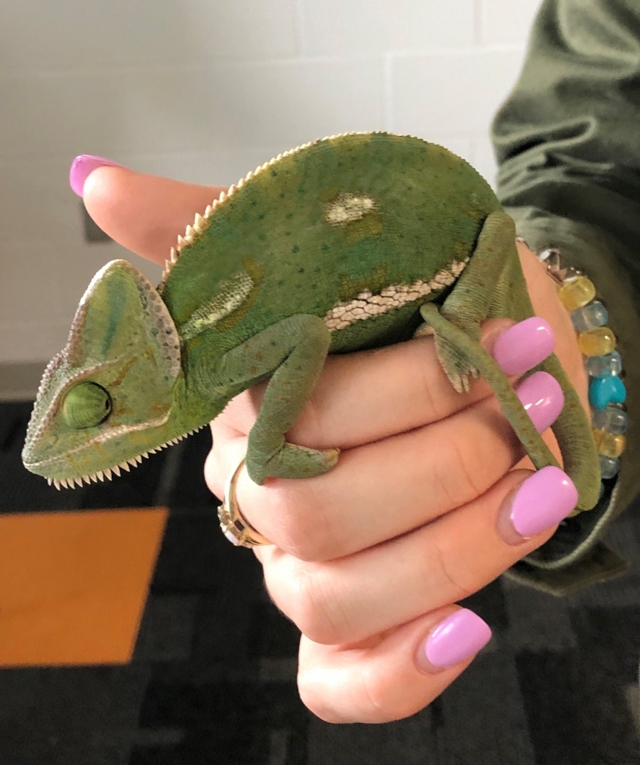 MORE LEARNING FUN IN FIRST GRADE!  Kendra Hickey, a student from the Warren County Career Centers Veterinary Science Program, came to teach first grade students about chameleons. First graders learned